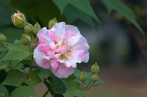 芙蓉 照顧|芙蓉葵的栽培照護方法